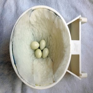 huevos en el porta-nidos