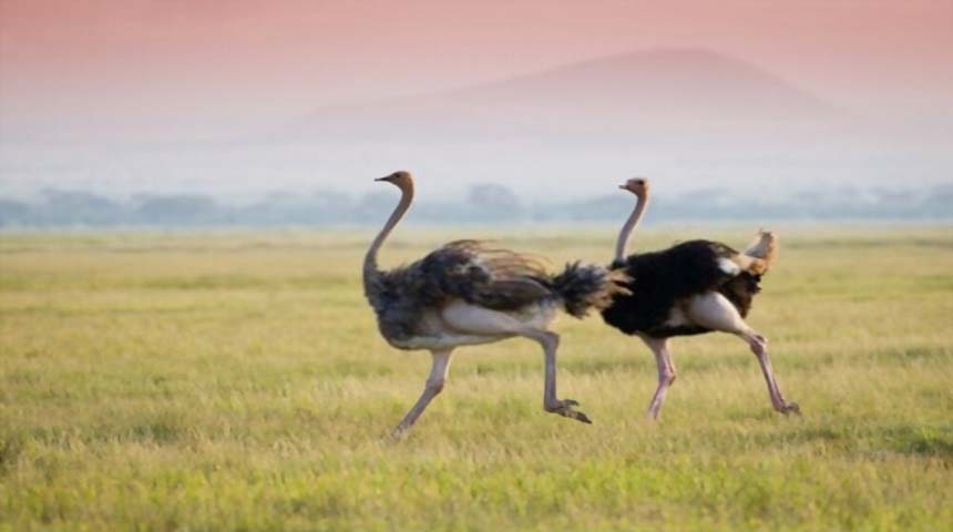 avestruz africano
