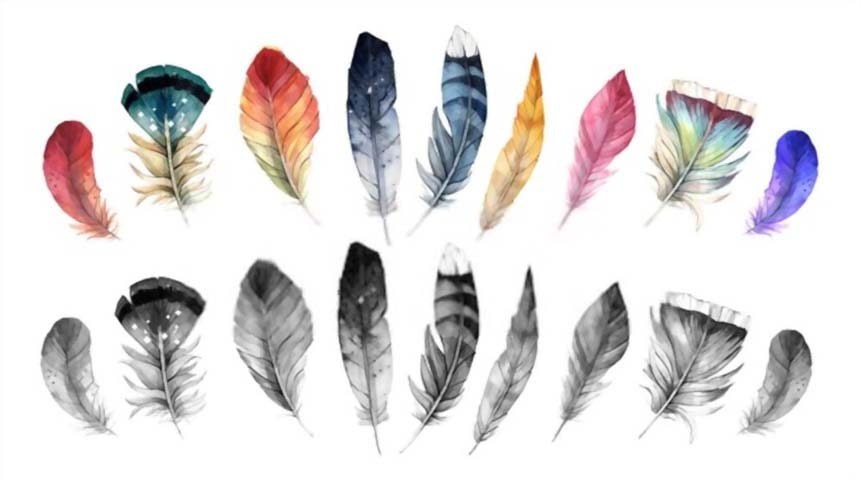 plumas de las aves