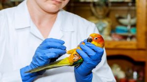 medicamentos para aves