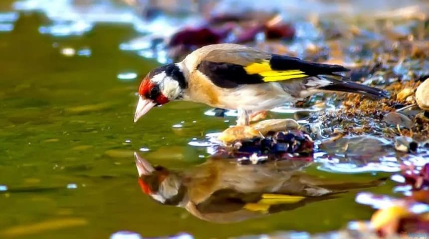 pájaro jilguero bebiendo agua